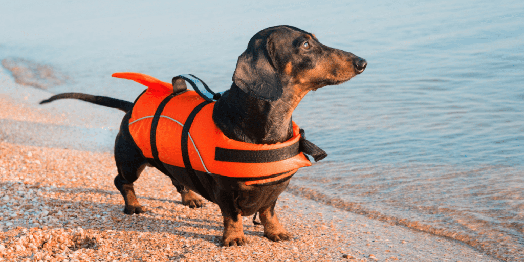 dog boating accessories life jacket