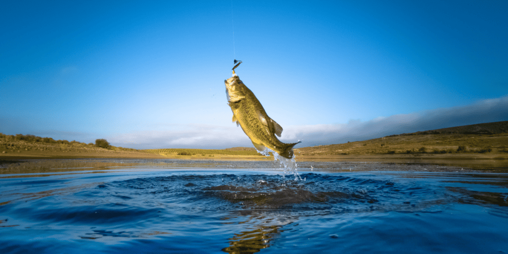 Choosing the Right Fishing Line for Bass 1